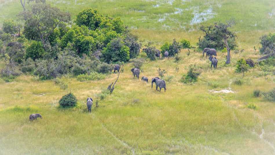 An elephant is large even if viewed from hundreds of feet above via a hot air balloon!